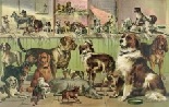 dogs