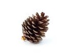 pine-cone