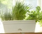 plants